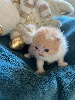Selkirk Rex poil court et poil long
