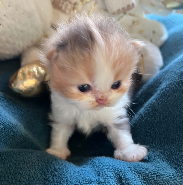 CHATON