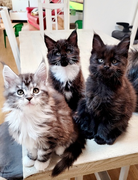 chaton Maine Coon Des Pinceaux d'Anjou