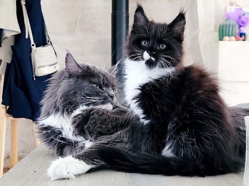 chaton Maine Coon Des Pinceaux d'Anjou