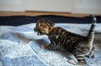 Wild Spotted - Chaton disponible  - Bengal