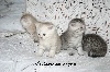 Royalstar - Reste 2 chaton à adopter