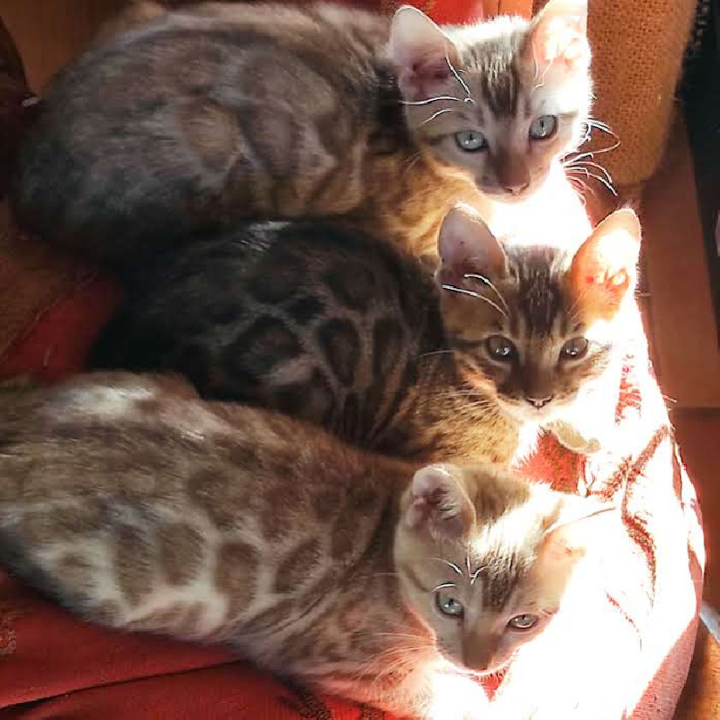 chaton Bengal Des Minis Félins