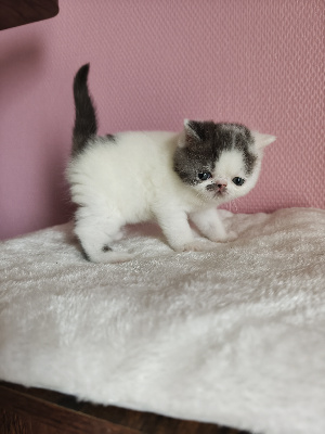 Nengona's - Chaton disponible  - Exotic Shorthair