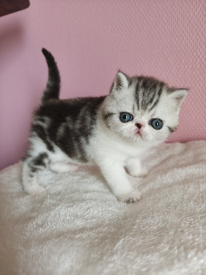 Nengona's - Chaton disponible  - Exotic Shorthair