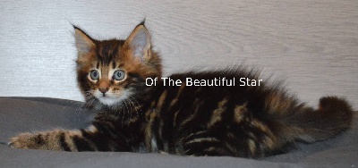 Of The Beautiful Star