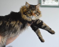 Of The Beautiful Star - Chaton disponible  - Maine Coon