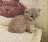Happy Pom Face's - Chatons british shorthair mâles robes bleues 