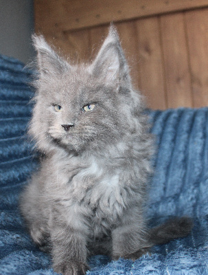 Des Deg's Coon - Chaton disponible  - Maine Coon