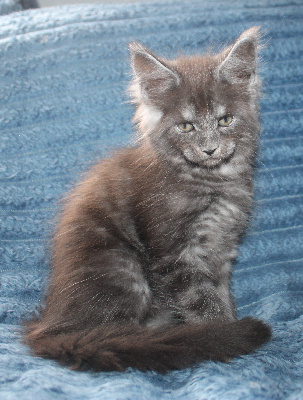 Des Deg's Coon - Chaton disponible  - Maine Coon