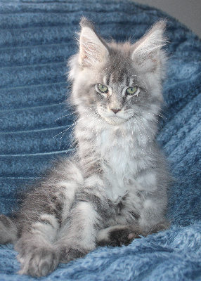 Des Deg's Coon - Maine Coon - Portée née le 31/07/2026