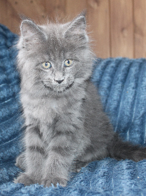 Des Deg's Coon - Chaton disponible  - Maine Coon