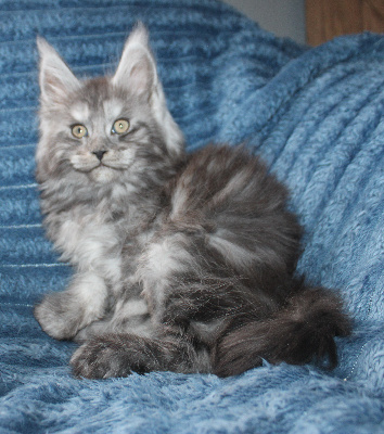 Des Deg's Coon - Chaton disponible  - Maine Coon