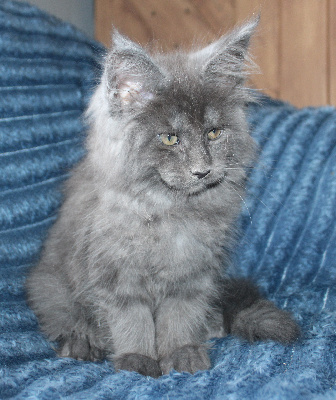  Balthazar balto