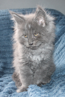 Des Deg's Coon - Chaton disponible  - Maine Coon