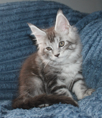 Des Deg's Coon - Chaton disponible  - Maine Coon