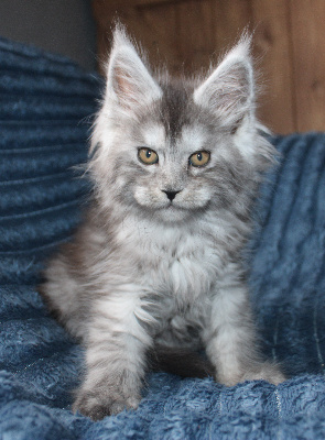 Des Deg's Coon - Chaton disponible  - Maine Coon