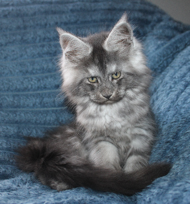Des Deg's Coon - Maine Coon - Portée née le 07/08/2026