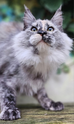 ULIANA DES MIAMOURS - Maine Coon