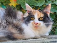 chaton Maine Coon Des Miamours
