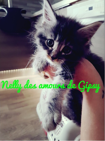 Nelly des amours de gipsy
