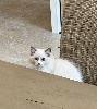 Ragdoll