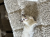 Ragdoll