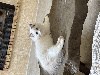 Ragdoll