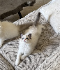 Ragdoll