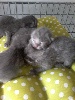 De Martincamp - naissance de 8 chatons