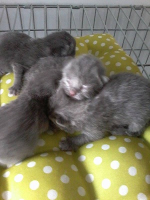 De Martincamp - naissance de 8 chatons