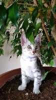 Dynasty Junkiss - Chaton disponible  - Mau Egyptien