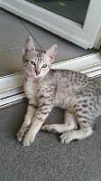 Dynasty Junkiss - Chaton disponible  - Mau Egyptien