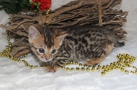 CHATON femelle bengal collier rose