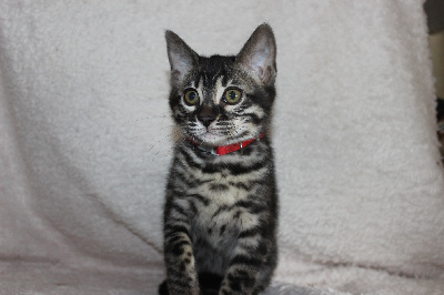 Of Little Panther - Chaton disponible  - Bengal