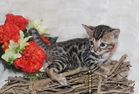 CHATON femelle bengal collier rouge