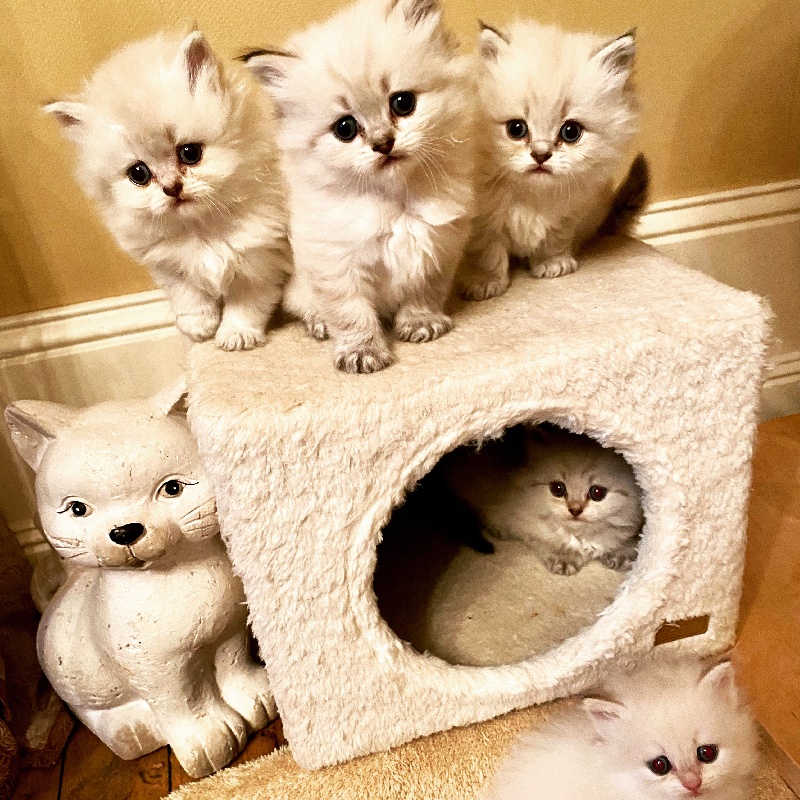 chaton British Shorthair et Longhair Du Clos D'Amboise