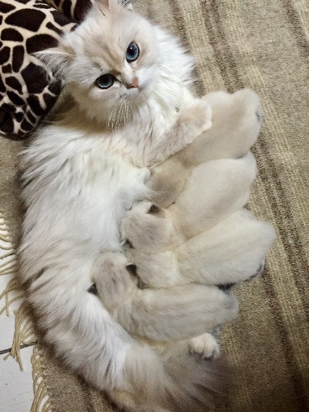 chaton British Shorthair et Longhair Du Clos D'Amboise