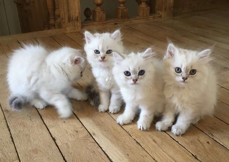 Du Clos D'Amboise - British Shorthair et Longhair - Portée née le 12/10/2016