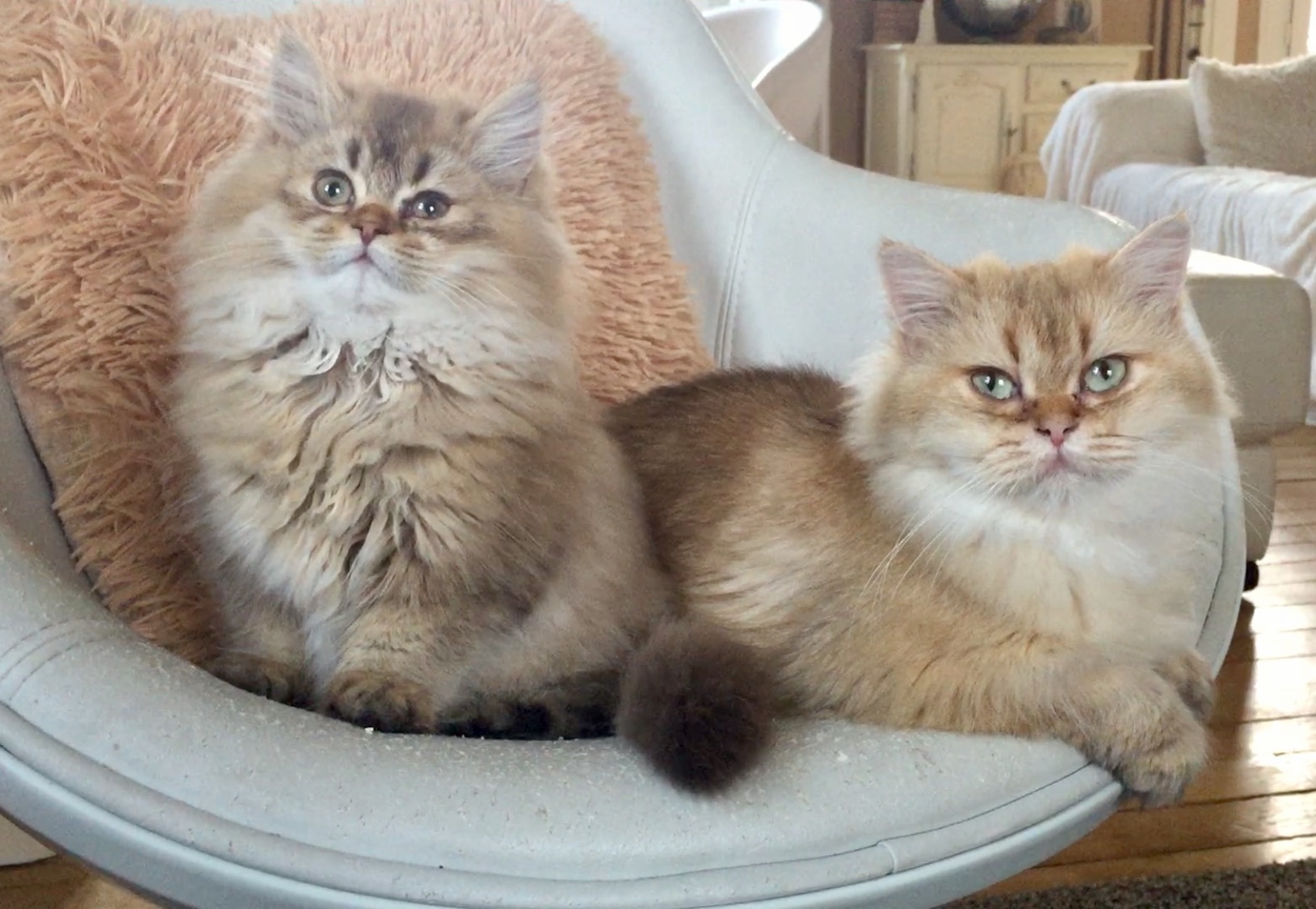 chaton British Shorthair et Longhair Du Clos D'Amboise