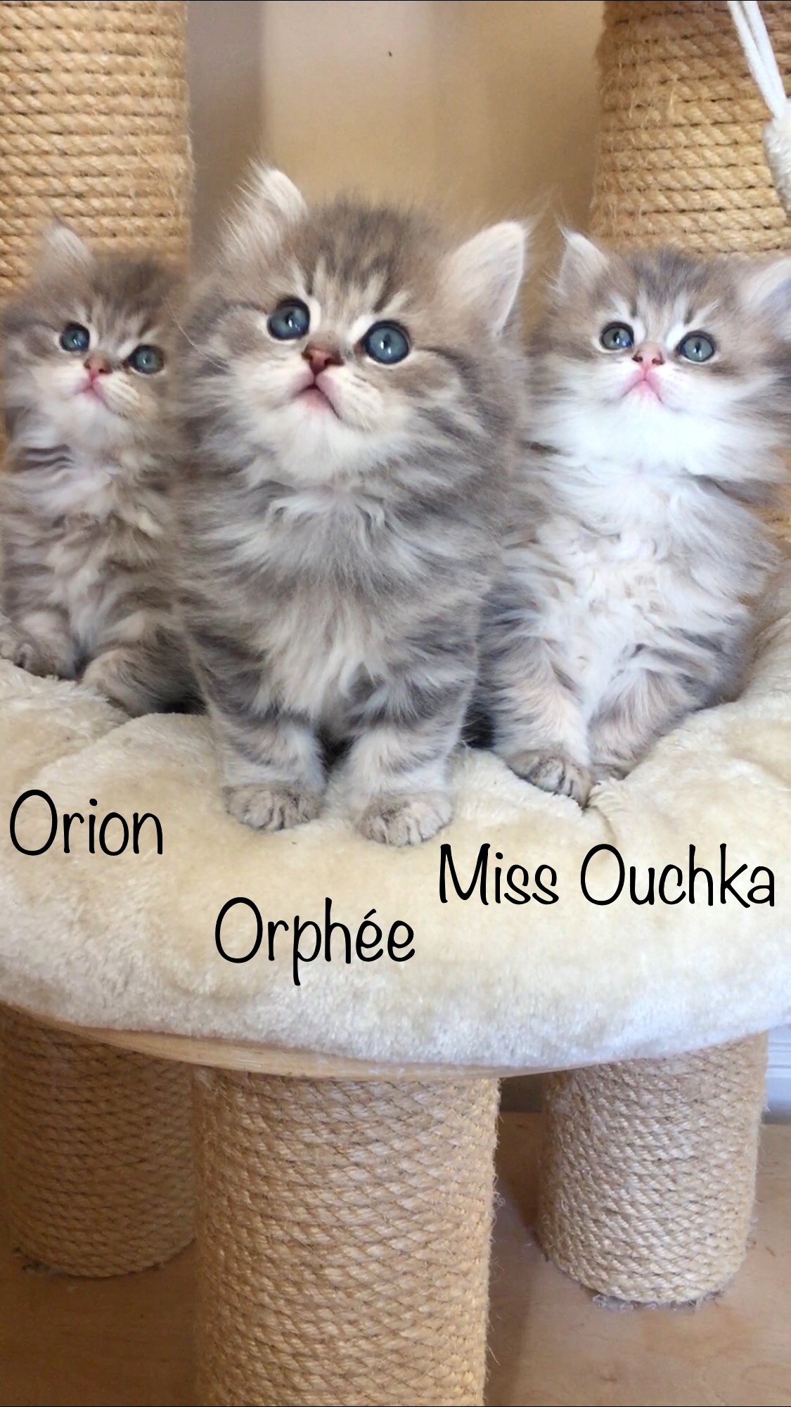 chaton British Shorthair et Longhair Du Clos D'Amboise