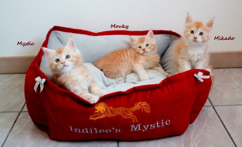 chaton Maine Coon Indilee's