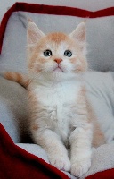 Indilee's - Chaton disponible  - Maine Coon