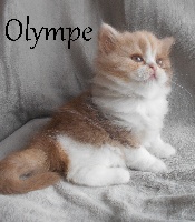 OLYMPE