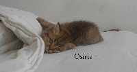 OSIRIS - British Shorthair et Longhair