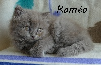 ROMEO - British Shorthair et Longhair