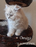 OMEGA - British Shorthair et Longhair