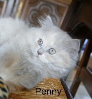PENNY - British Shorthair et Longhair