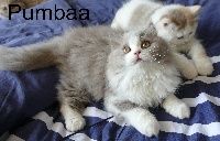 PUMBAA - British Shorthair et Longhair