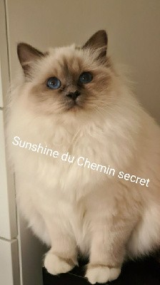 CH. Sunshine Du Chemin Secret